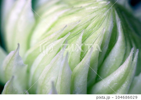 クレマチス(白万重)の青白い花アップテクスチャー(マクロレンズ使用・屋外自然光・接写写真) クレマチス(白万重)の青白い花アップテクスチャー(マクロレンズ使用・屋外自然光・接写写真) 104686029