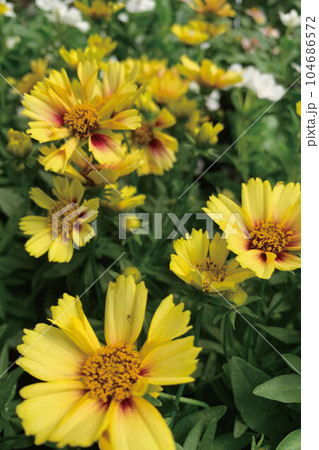 コレオプシス 104686572