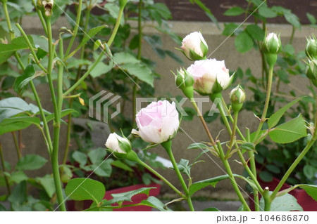 薄ピンク色のばらの花 104686870