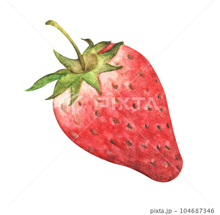 Hand drawn watercolor painting of strawberry. Hand drawn watercolor painting of strawberry. 104687346