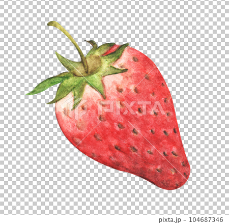 Hand drawn watercolor painting of strawberry. Hand drawn watercolor painting of strawberry. 104687346