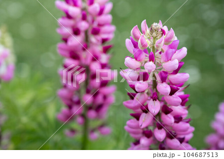 Pink lupins summer blooming flowers, in the garden in sunshine  104687513