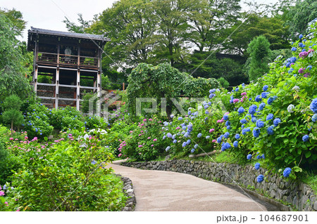 6月の京都市善峯寺 白山桜あじさい苑 6月の京都市善峯寺 白山桜あじさい苑 104687901