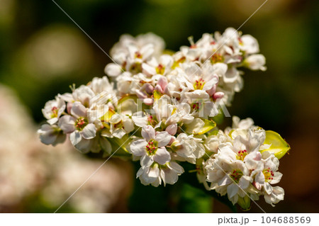 Buckwheat macro with white flowers. Fagopyrum esculentum Buckwheat macro with white flowers. Fagopyrum esculentum 104688569