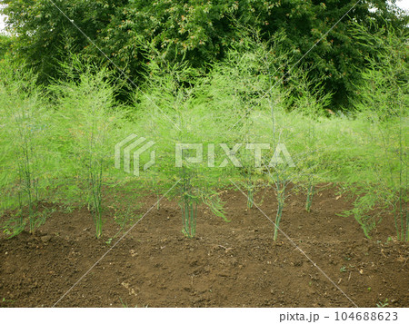 Asparagus farm blooming close-up vegetable bio flower blossom Asparagus officinalis soil garden sparrow grass bloom harvest farmer farming fresh agricultural farm harvesting leaf food plant Europe 104688623