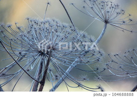 Frozen dry umbrella flowers covered with frost in cold winter Frozen dry umbrella flowers covered with frost in cold winter 104688888