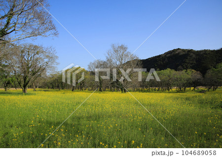 高知県四万十市 四万十川菜の花の森 高知県四万十市 四万十川菜の花の森 104689058