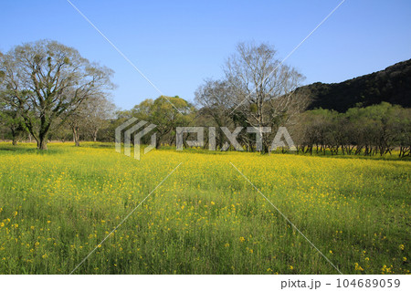 高知県四万十市　四万十川菜の花の森 104689059