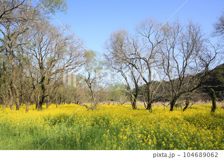 高知県四万十市 四万十川菜の花の森 高知県四万十市 四万十川菜の花の森 104689062