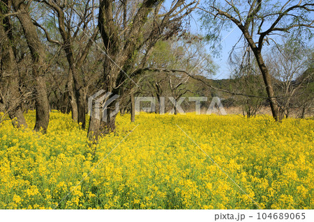 高知県四万十市 四万十川菜の花の森 高知県四万十市 四万十川菜の花の森 104689065