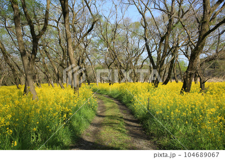 高知県四万十市 四万十川菜の花の森 高知県四万十市 四万十川菜の花の森 104689067