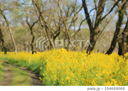 高知県四万十市　四万十川菜の花の森 104689068
