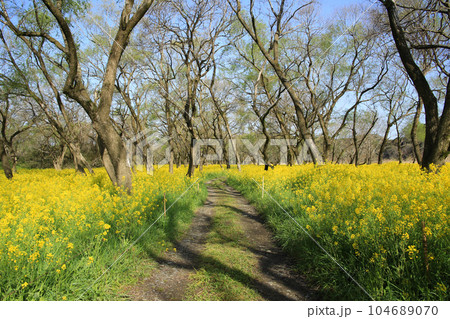 高知県四万十市 四万十川菜の花の森 高知県四万十市 四万十川菜の花の森 104689070