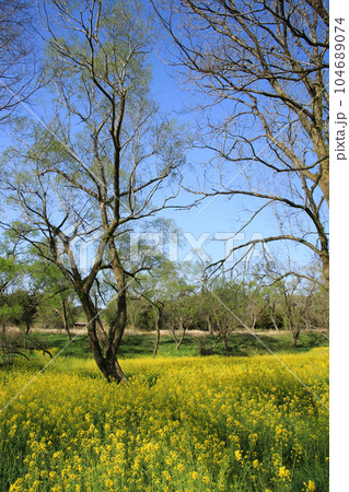 高知県四万十市　四万十川菜の花の森 104689074