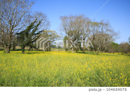 高知県四万十市　四万十川菜の花の森 104689078