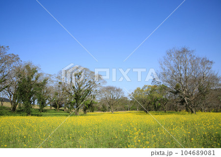 高知県四万十市 四万十川菜の花の森 高知県四万十市 四万十川菜の花の森 104689081