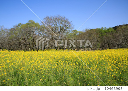 高知県四万十市　四万十川菜の花の森 104689084