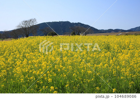 高知県四万十市　四万十川菜の花の森 104689086