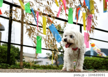 七夕まつりを祝う犬 104689091