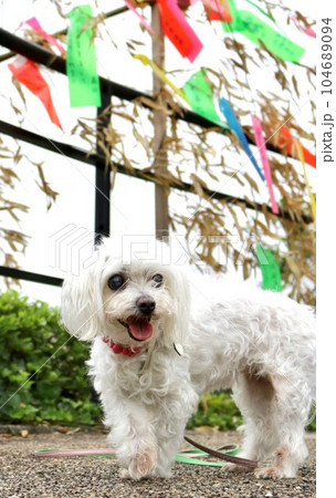 七夕まつりを祝う犬 104689094
