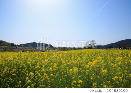高知県四万十市 四万十川菜の花の森 高知県四万十市 四万十川菜の花の森 104689100