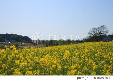 高知県四万十市　四万十川菜の花の森 104689101