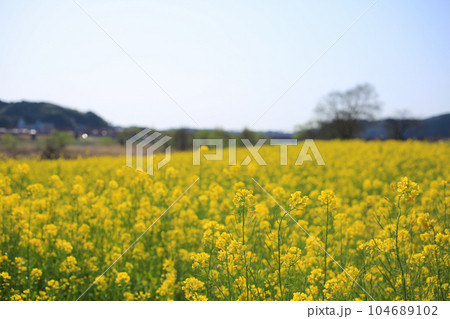高知県四万十市　四万十川菜の花の森 104689102