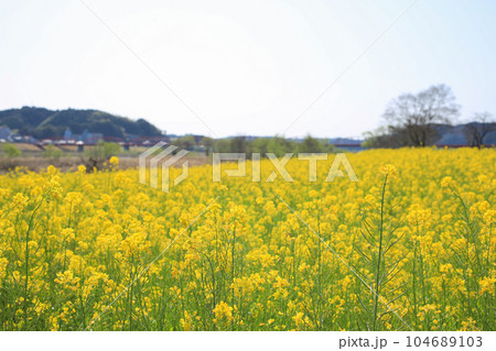 高知県四万十市　四万十川菜の花の森 104689103