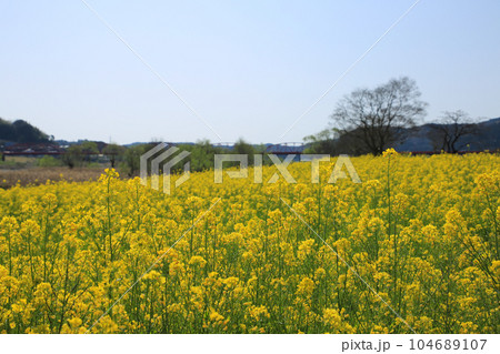 高知県四万十市　四万十川菜の花の森 104689107