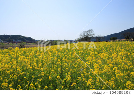 高知県四万十市 四万十川菜の花の森 高知県四万十市 四万十川菜の花の森 104689108