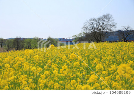 高知県四万十市 四万十川菜の花の森 高知県四万十市 四万十川菜の花の森 104689109