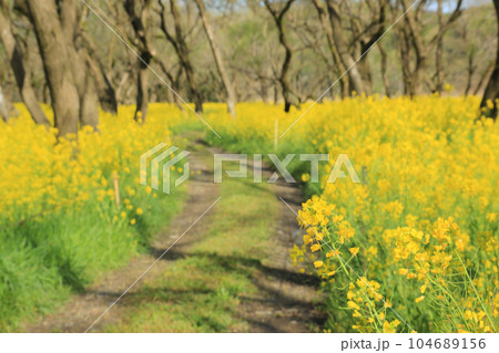高知県四万十市 四万十川菜の花の森 高知県四万十市 四万十川菜の花の森 104689156