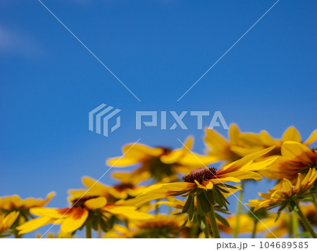 夏の青空とルドベキア【ルドベキア・サンベキア・ミア】 104689585