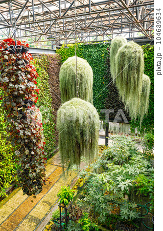 Plants and flowers of sky garden 104689634