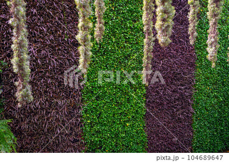 Plants and flowers of sky garden Plants and flowers of sky garden 104689647