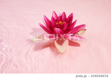 A beautiful pink waterlily or lotus flower in pink water. Spa and cosmetic concept background 104689658