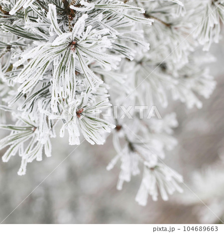 Coniferous branches covered with hoarfrost. Coniferous branches covered with hoarfrost. 104689663