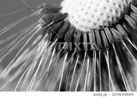 Dandelion seeds. Summer concept. Black and white. Close up. 104689664