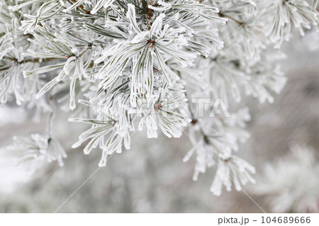 Winter Background. Frozen Christmas Tree and blurred Snow. 104689666