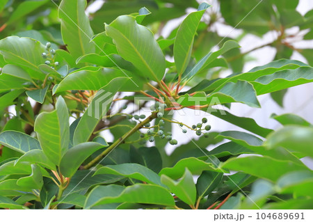 実を付けたユズリハの木 104689691