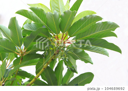 実を付けたユズリハの木 104689692