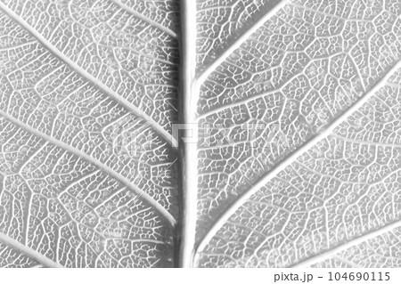 Skeleton of leaf fragments on a white paper. Skeleton of leaf fragments on a white paper. 104690115
