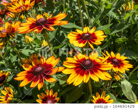 晴れた日に咲くルドベキア【ルドベキア・サンベキア・サラ】 晴れた日に咲くルドベキア【ルドベキア・サンベキア・サラ】 104691429