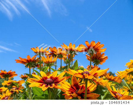 夏の青空とルドベキア【ルドベキア・サンベキア・サラ】 夏の青空とルドベキア【ルドベキア・サンベキア・サラ】 104691434