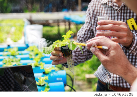 Smart agriculture technology concept - Farmer monitoring organic hydroponic red oak in plant nursery farm. Smart agriculture technology. Smart agriculture technology concept - Farmer monitoring organic hydroponic red oak in plant nursery farm. Smart agriculture technology. 104691509