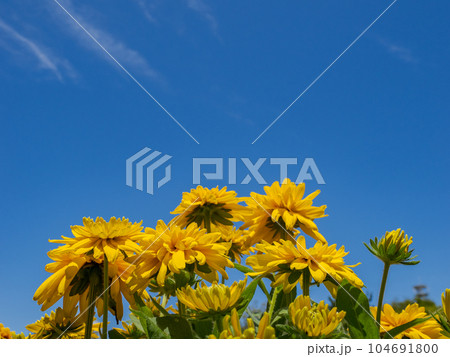 夏の青空とルドベキア【ルドベキア・サンベキア・ルシア】 夏の青空とルドベキア【ルドベキア・サンベキア・ルシア】 104691800