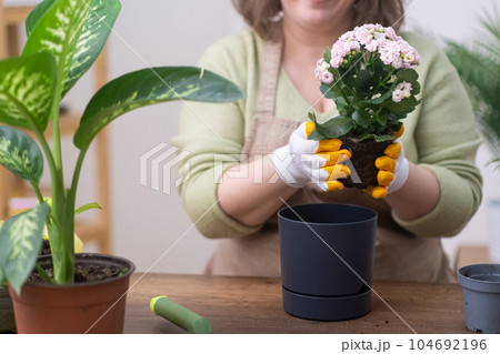 home garden concept. expertly transplanting kalanchoe to flower pots. skilled gardener at work on a rustic wooden table. home garden concept. expertly transplanting kalanchoe to flower pots. skilled gardener at work on a rustic wooden table. 104692196