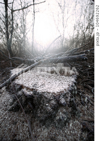 Deforestation for firewood for heating. Blackout. Preparation of brushwood for the winter, furnace firebox. Deforestation of beautiful pristine forest areas.fuel for heating. winter.Wood cutting 104692262