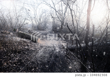 Deforestation for firewood for heating. Blackout. Preparation of brushwood for the winter, furnace firebox. Deforestation of beautiful pristine forest areas.fuel for heating. winter.Wood cutting 104692308