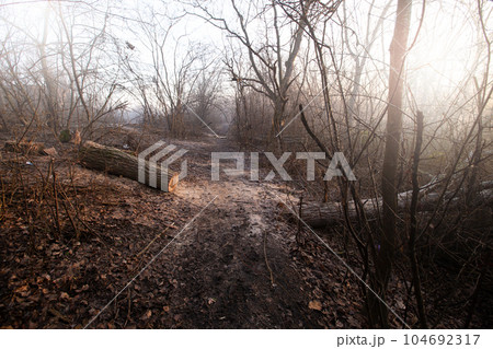 Deforestation for firewood for heating. Blackout. Preparation of brushwood for the winter, furnace firebox. Deforestation of beautiful pristine forest areas.fuel for heating. winter.Wood cutting 104692317